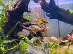 Apistogramma cacatuoides – Gekuifde Dwergcichlide, Dieren en Toebehoren, Vis