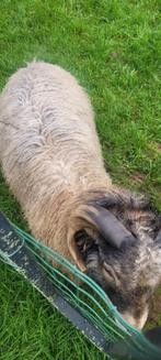 quessant schaap, Dieren en Toebehoren, Vrouwelijk, Schaap, 3 tot 5 jaar