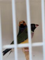 vogels en overige vogels, Dieren en Toebehoren, Vogels | Parkieten en Papegaaien, Meerdere dieren, Parkiet