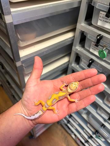 0.1 white and yellow tremper firebold cross luipaardgekko beschikbaar voor biedingen