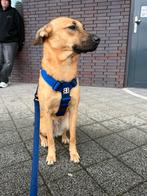 Nero 1 jaar, Dieren en Toebehoren, Honden | Niet-rashonden, Particulier, Rabiës (hondsdolheid), 1 tot 2 jaar, Buitenland