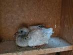Poeder blauwe postduiven jong, Dieren en Toebehoren, Vogels | Duiven, Mannelijk, Postduif