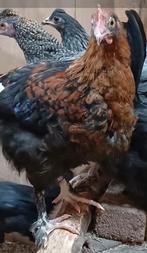 Marans haan uit donkere eieren, Dieren en Toebehoren, Pluimvee, Mannelijk, Kip
