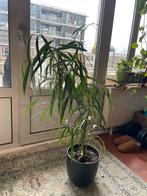 Mooie Ficus kamerplant, Huis en Inrichting, Ficus, In pot, Minder dan 100 cm, Groene kamerplant