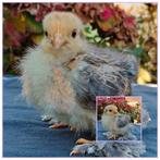 Cochin kriel kuikens/ gesexte hennen, Dieren en Toebehoren, Pluimvee, Vrouwelijk, Kip