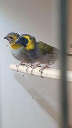 Koppel kleine cubavinken, Dieren en Toebehoren, Vogels | Overige Vogels, Meerdere dieren, Tropenvogel