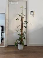 Monstera tetrasperma with pot, Ophalen, Halfschaduw, In pot, 150 tot 200 cm