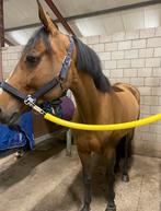 scheren paarden en ponys, Ophalen of Verzenden