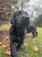 Flatcoated Retriever pups met stamboom, CDV (hondenziekte), 8 tot 15 weken, Meerdere, Nederland