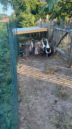 Loopeenden, Dieren en Toebehoren, Meerdere dieren, Eend