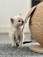 Ragdoll kittens, Dieren en Toebehoren, Katten en Kittens | Raskatten | Langhaar, Meerdere dieren, Ontwormd, 0 tot 2 jaar
