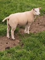 Schapen/Lammeren te koop, Dieren en Toebehoren, Schapen, Geiten en Varkens, Meerdere dieren, Schaap, 0 tot 2 jaar