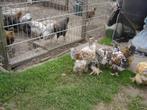 brama groot, Meerdere dieren, Kip