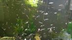 Guppen te koop, Dieren en Toebehoren, Vissen | Aquariumvissen
