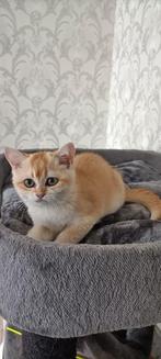 British Golden shorthair kitten, Meerdere dieren, Gechipt, 0 tot 2 jaar