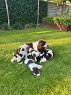 Engelse Working  Cockerspaniel X Engelse Springerspaniel, Dieren en Toebehoren, Honden | Retrievers, Spaniëls en Waterhonden, Overige rassen