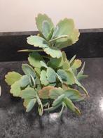 Kalanchoe fedtschenkoi, Huis en Inrichting, Kamerplanten, Ophalen of Verzenden, Halfschaduw, Minder dan 100 cm