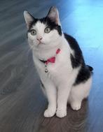 Poes, Dieren en Toebehoren, Poes, Gechipt, 6 jaar of ouder