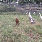 Prachtige indische loopeenden, Dieren en Toebehoren, Pluimvee, Meerdere dieren, Eend