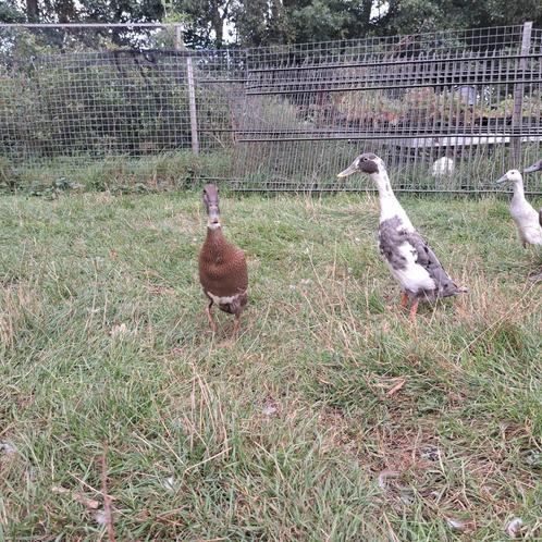 Prachtige indische loopeend  woerden, Dieren en Toebehoren, Pluimvee, Eend, Meerdere dieren