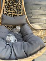 Britse lange/korte haar kittens, Dieren en Toebehoren, Katten en Kittens | Raskatten | Langhaar, Meerdere dieren, Ontwormd, 0 tot 2 jaar