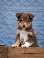 Nog 1 super enthousiaste reutje zoekt baasje, Dieren en Toebehoren, Parvo, 8 tot 15 weken, Meerdere dieren, Eén hond