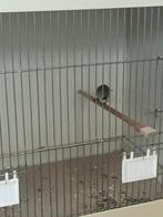 Baardmannetje, Dieren en Toebehoren, Vogels | Overige Vogels, Vrouwelijk