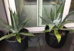 Grote BIO blauwe Agave Americana Winterhardt in de pot, Vaste plant, Ophalen of Verzenden, Overige soorten, Volle zon