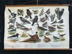 Bos- en weidevogels, Antiek en Kunst, Antiek | Schoolplaten, Ophalen of Verzenden, Natuur en Biologie