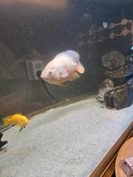 Albino oscar, Dieren en Toebehoren, Vissen | Aquariumvissen, Vis