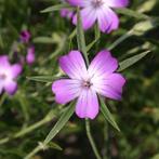 Uit de biologische moestuin: Paarse Bolderik, zaden, Tuin en Terras, Bloembollen en Zaden, Ophalen of Verzenden, Voorjaar, Volle zon
