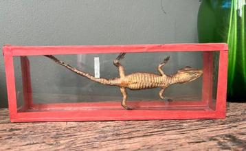 Leermodel biologie vitrine klein krokodilletje beschikbaar voor biedingen