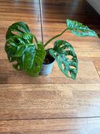 Leuke Monstera adansonii plant 2, Huis en Inrichting, Kamerplanten, Ophalen of Verzenden, Overige soorten, Minder dan 100 cm