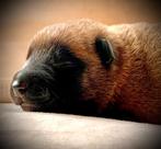 Mechelse herder pups met F.C.I stamboom, CDV (hondenziekte), 8 tot 15 weken, Meerdere, Meerdere dieren