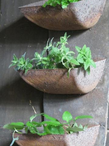 industriële bakken  voor planten, uien knoflook