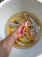 Koi, Dieren en Toebehoren, Vissen | Vijvervissen, Karper of Koi