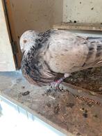 Ganitanoo doffer, Dieren en Toebehoren, Vogels | Duiven, Mannelijk, Kropper