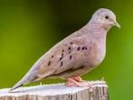 Gezocht / verkoop verschillende soorten vogels ., Dieren en Toebehoren, Vogels | Overige Vogels, Meerdere dieren, Tropenvogel