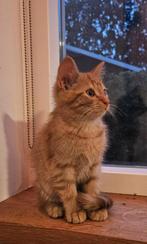 Lieve boerderijkittens te koop, Dieren en Toebehoren, Katten en Kittens | Overige Katten, Geslacht onbekend, Kortharig, 0 tot 2 jaar