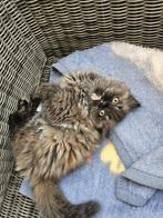 Perzische Kitten, Dieren en Toebehoren, Katten en Kittens | Raskatten | Langhaar, Poes, Ontwormd, 0 tot 2 jaar