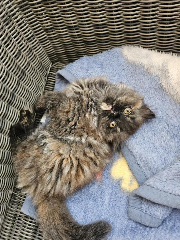 Perzische Kitten, Dieren en Toebehoren, Katten en Kittens | Raskatten | Langhaar, Poes, 0 tot 2 jaar, Ontwormd, Ingeënt