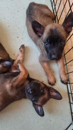 Mechelse herder 9 prachtige kleine puppy's ., Jack Russell Terriër, 8 tot 15 weken, Meerdere, Meerdere dieren