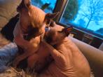 2 sphynx poezen, Poes