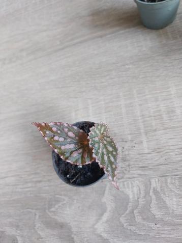 Begonia Negrosensis X Chlorosticta  beschikbaar voor biedingen