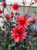 Dahlia Waltzing Mathilda, Ophalen of Verzenden, Volle zon