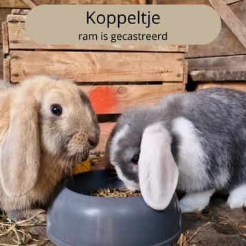 NHD - Minilop hangoorkonijntjes (koppeltje)  beschikbaar voor biedingen