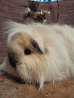 Ch teddy cavia zeugje, Dieren en Toebehoren, Knaagdieren, Februari, Vrouwelijk, Cavia
