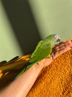 Weddels aratinga, Dieren en Toebehoren, Mannelijk, Parkiet, Geringd
