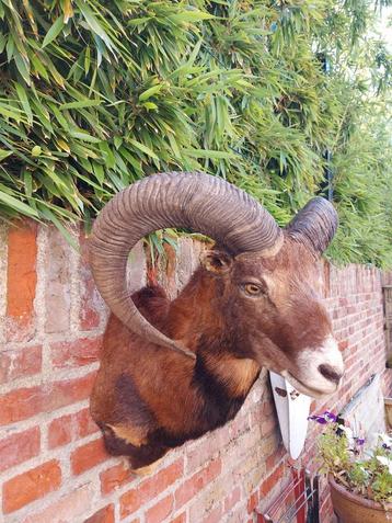 Opgezette kop moeflon taxidermy schedel gewei jacht opgezet beschikbaar voor biedingen