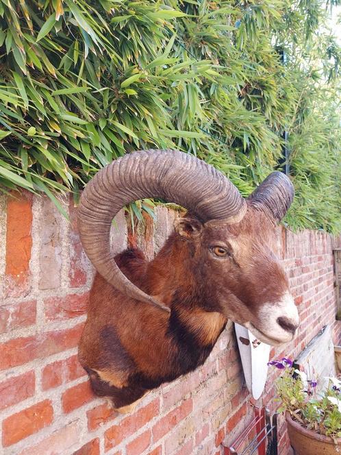 Opgezette kop moeflon taxidermy schedel gewei jacht opgezet, Verzamelen, Dierenverzamelingen, Gewei of Kop, Wild dier, Ophalen